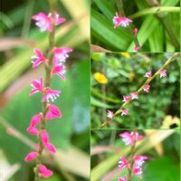 シュウメイギク,シュウメイギク,バラ,バラ,ミズヒキの画像
