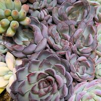 多肉植物,葉挿し,多肉寄せ植え,実生苗,葉挿しっ子の画像