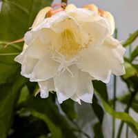 ウメバチソウ,月下美人,備忘録,咲くやこの花館,植物美の画像