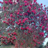 シャクナゲ,ツリー・ロードデンドロン / ラリグラス,ニュージーランド,季節感,Rhododendron arboreumの画像