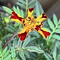 ハイビスカス,ハイビスカス,ハイビスカス,ブッドレア,ブッドレアの画像