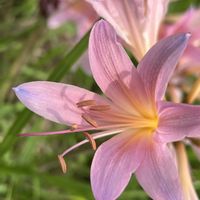 ナツズイセン,ピンクの花,素敵な出会いに感謝,今日も元気で,今日も笑顔で♡の画像