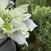 ニチニチソウ,ブーゲンビリア,ヤナギバルイラソウ,バニーカクタス,夏の花の画像