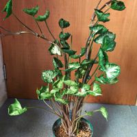 シンゴニウム,シンゴニウム,シンゴニウム,シンゴニウム,観葉植物の画像