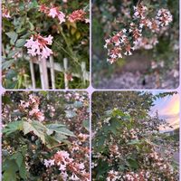 アベリア,キバナコスモス（黄花秋桜）,外出先にて,被災地の復旧..復興..を願いますの画像