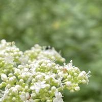 オトコエシ,オミナエシ,ススキ,ナデシコ,ハギの画像