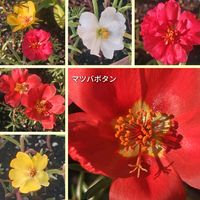 マツバボタン,可愛い,お気に入り♡,種から育てた,庭の鉢植えの画像