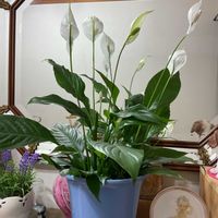 スパティフィラム,観葉植物,GS日和,小さな庭,玄関の画像