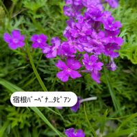 小さな花壇の画像