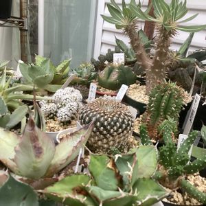 ガーデニング,ウッドデッキ,夏の寄せ植え,多肉ジャングル,緑が鮮やかの画像