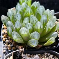 オブツーサ,ハオルチア,オブツーサ交配,多肉植物,軟葉系ハオルチアの画像