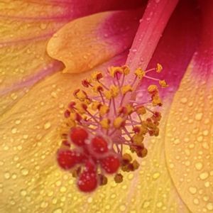 伊良湖岬のハイビスカス,ハイビスカス　雌しべと雄しべ,蕾の開きかけ,美しい花,私のお気に入りの画像
