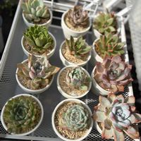リトープス,ブルゲリ,多肉植物,多肉植物 エケベリア,リトープス属の画像