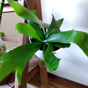 ビカクシダ ネザーランド,観葉植物, ビカクシダの画像