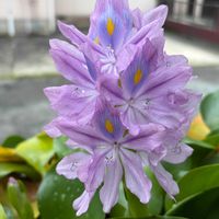 ホテイアオイ,観葉植物,水生植物,花のある暮らし,休日の楽しみの画像