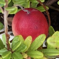 クランベリー,癒し,赤い実,クランベリー♡,ふぞろいの果実たちの画像