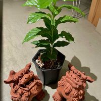 コーヒーの木,観葉植物,おまけ,キキ　コーヒーの木の画像