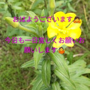 ナス,ピイマン,コラージュ,昨夜の一品,内祝返し届くの画像