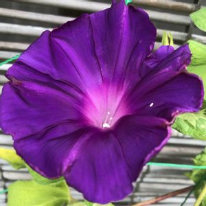 アサガオ,朝顔,ガーデニング,プランター,花のある暮らしの画像