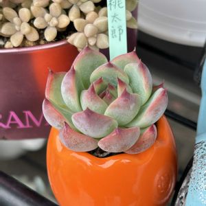 春萌,桃太郎,チワワのはる君,多肉植物,no green no lifeの画像