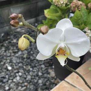 胡蝶蘭,お花好きの画像