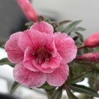 アデニウム,塊根植物,オソロでトキメキ,２０２５年同期の画像