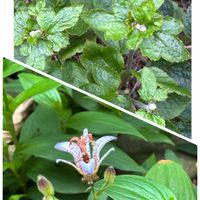 オーニソガラム,ホトトギス,秋明菊,B型,GSミニモニ。の画像