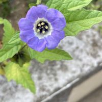 ミセバヤ,ミニバラ,マツヨイグサ,オオセンナリ,オオセンナリの画像