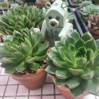 R7.10.18,R7.12.24,R8.9.11,多肉植物,エケベリア属の画像