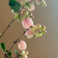 日比谷花壇,枝もの,花のある暮らし,花のある生活,切り花を楽しむの画像