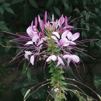 クレオメ,クレオメ,クレオメ,花のある暮らし,癒やされるの画像