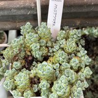 ペレスデラロサエ,多肉植物,オーズプランツさん苗の画像