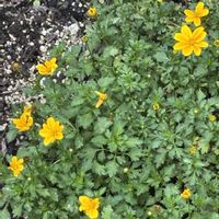 ビデンス,花のある暮らし,愛媛県,庭の画像