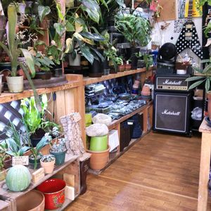 多肉植物,ウラボシ科,ビカクシダ属,食中植物,塊根の画像