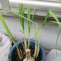 レモングラス,ハーブ,家庭菜園,ベランダの画像