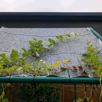 ヒョウタン,瓢箪,千成りひょうたん,ひょうたん,千成ひょうたんの画像