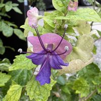 チャイニーズハット,チャイニーズハット,花のある暮らし,お楽しみ❀.(*´▽`*)❀.,アプローチの画像