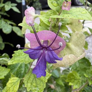 チャイニーズハット,チャイニーズハット,花のある暮らし,お楽しみ❀.(*´▽`*)❀.,アプローチの画像