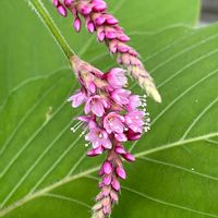 オオケタデ,オオベニタデ,山野草,一年草,大毛蓼（おおけたで）の画像