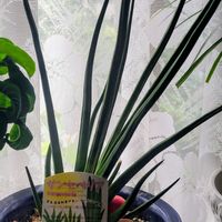 サンスベリア,ウチワサボテン,花のある暮らし,GSに感謝。,11日は棒の日の画像
