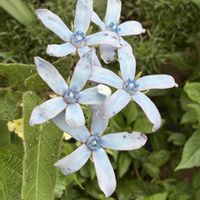 ブルースター,鉢植え,花のある暮らし,素敵,水色の花の画像