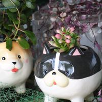 ハートカズラ,サクラフブキ,ワンワン祭り,庭の花便りの画像