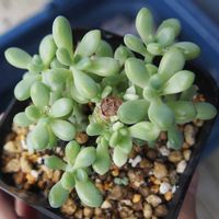 バジル,ヒューケラ,ヒューケラ,多肉植物いろいろ,多肉植物いろいろの画像