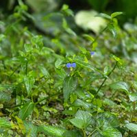 ツユクサ,家庭菜園の画像