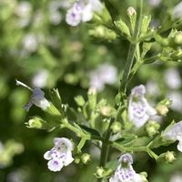カラミンサ,花のある暮らし,おうち園芸,キュートな金曜日,花咲く乙女たち♡の画像