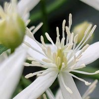センニンソウ,仙人草,お花,お出かけ先の画像
