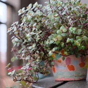 多肉植物,ベランダガーデニング,多肉植物のある暮らし,お気に入りの鉢,癒し…♡の画像