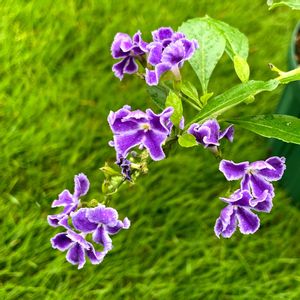 デュランタ,デュランタ,軒下,畑,庭の画像