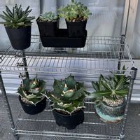 アガベ,塊根植物,水やりの画像