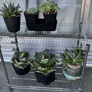 アガベ,塊根植物,水やりの画像
